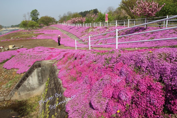 芝桜 立谷川 (長女撮影)