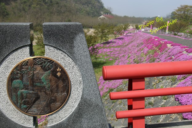 芝桜 立谷川