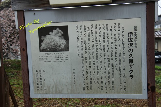 伊佐沢の久保ザクラ