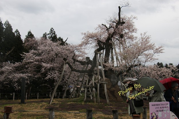 伊佐沢の久保桜 (2)