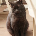 Photos: 猫
