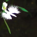 真っ白な鷺草
