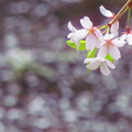 散り行く桜
