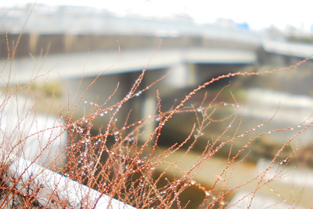 Drops of melted snow.