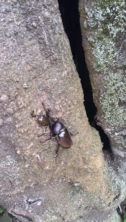 カブトムシめっけ。