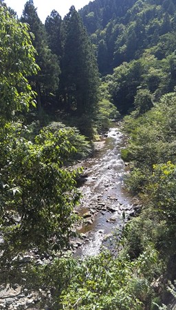 自然を感じる緑と峡谷