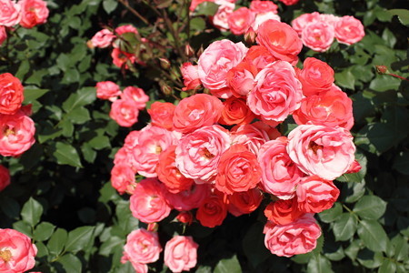 花巻温泉バラ園・6