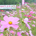 武田川コスモスロード (2)