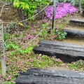 Photos: 春の階段