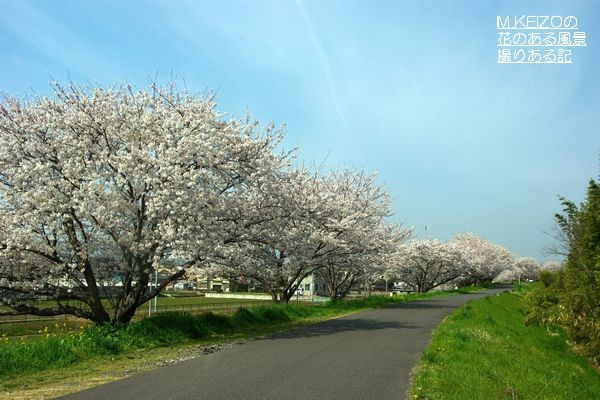 羽島境川堤 (25)