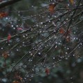 Photos: 続冬の雨上がり♪