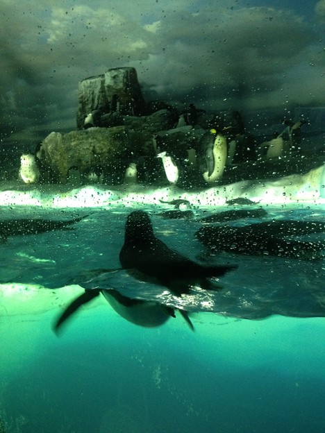 名古屋港水族館_307：ペンギン水槽