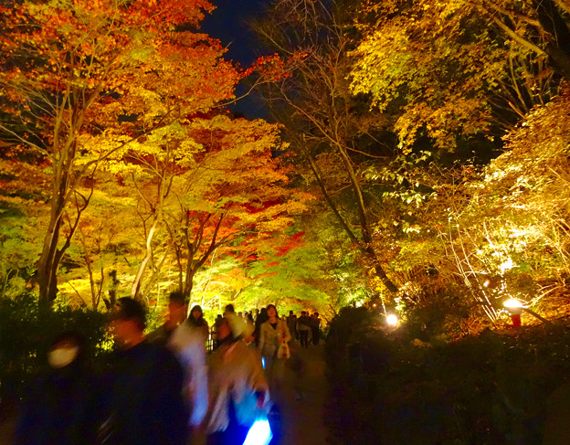 東山動植物園紅葉ライトアップ15 No 64 照片共享頁面 攝影藏