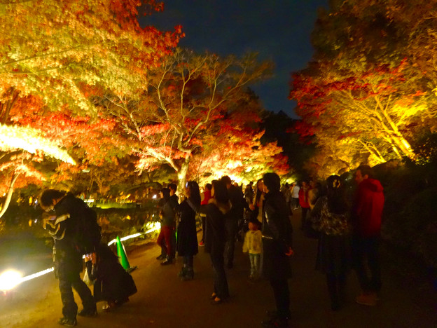 東山動植物園紅葉ライトアップ15 No 69 照片共享頁面 攝影藏