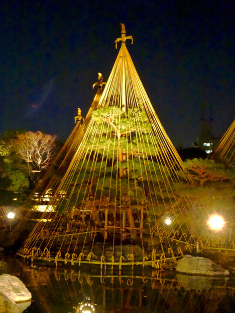 白鳥庭園「紅葉ライトアップ 2015」No - 102:雪吊り