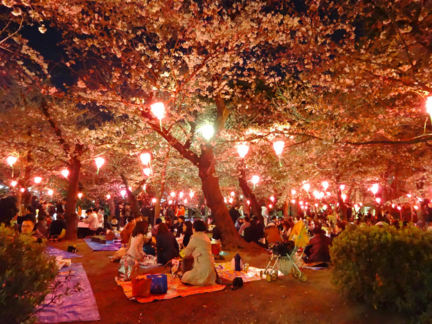 夜の鶴舞公園 花まつり 16 No 15 写真共有サイト フォト蔵