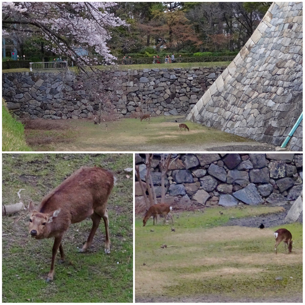 名古屋城天守閣 お堀の鹿 - 13:桜の下で草を食む2匹の鹿