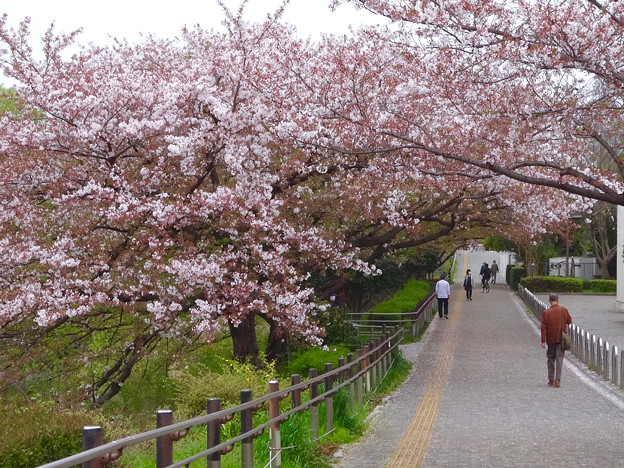 山崎川の桜並木(2016年4月10日) - 13
