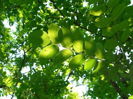 ニセアカシアの葉