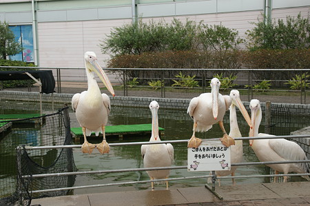DSC02355