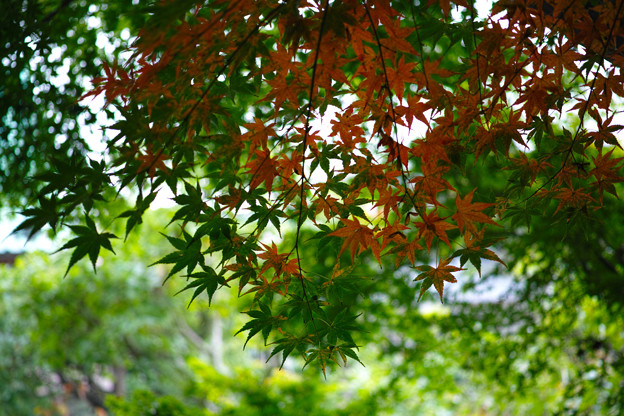_SDI3346