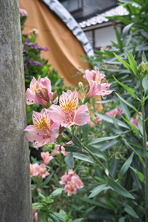 Flower07022011sd15-09