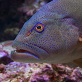 アカジン