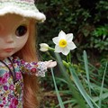 Photos: 庭に咲く　早咲きの水仙とブライス