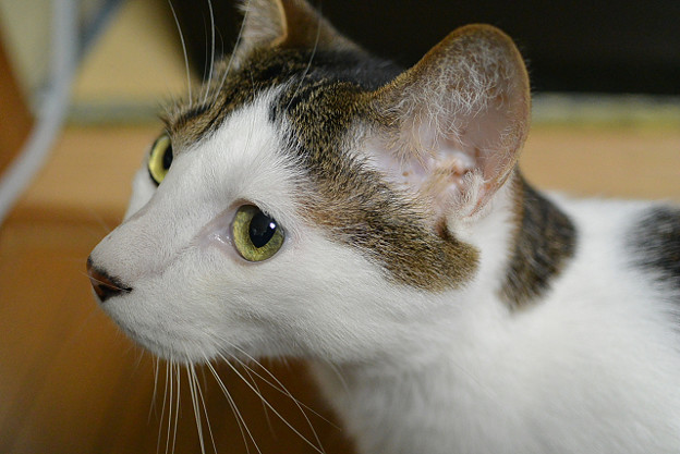 resize3588 写真: resize3588