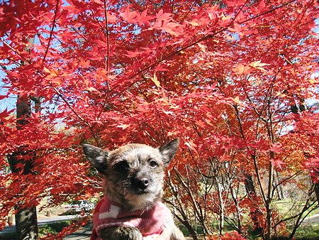 こうめと紅葉