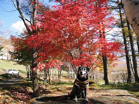 ももと紅葉