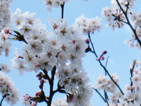 桜
