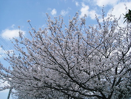 桜２