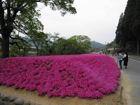 P4275669