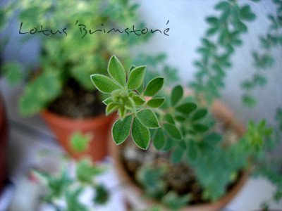 20080724_01