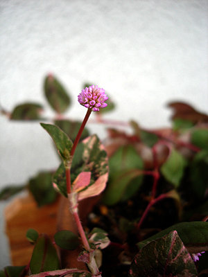 20081118_07