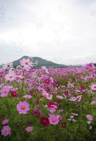 IMGP9615_1106