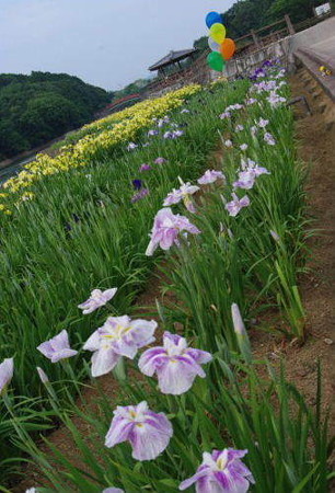 IMGP5485_0708