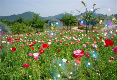 IMGP8212_0524