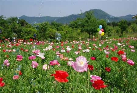 IMGP8224_0524