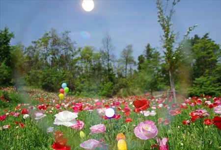 IMGP8310_0524