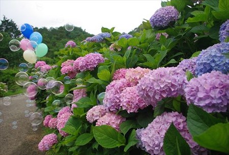 IMGP9581_0608