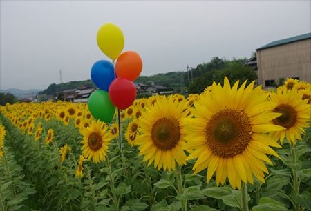 IMGP7406_0703
