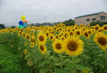 IMGP0572_0706