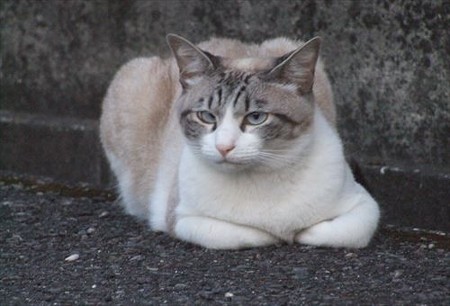 DSCF7747_0711