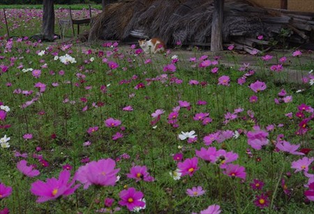 IMGP4983_1108
