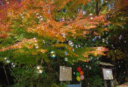 IMGP8931_1130