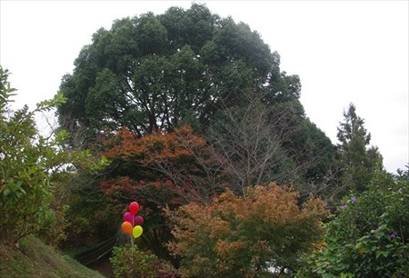 IMGP9238_1130