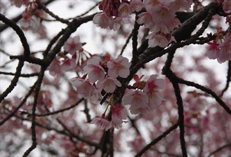 IMGP3987_0221