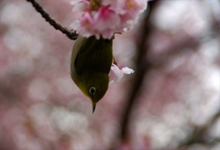 IMGP4040_0221